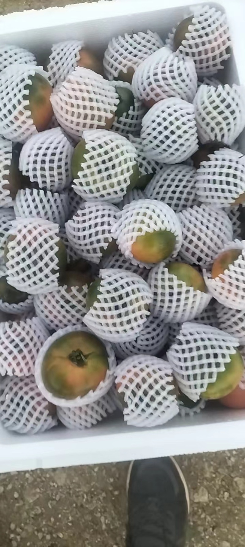 草莓番茄