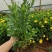 木春菊中袋，16袋