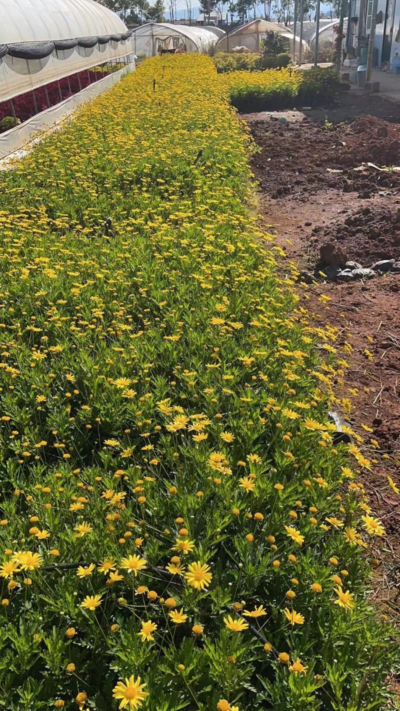 木春菊中袋，16袋