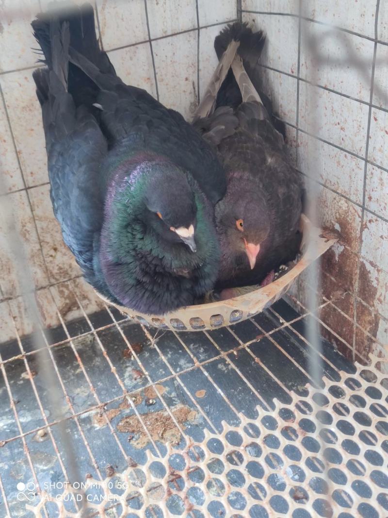 元宝种鸽，全部低价出售，限自提，
