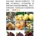 白沙枇杷