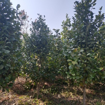 地径5公分茶花（基地直供，树型精品）