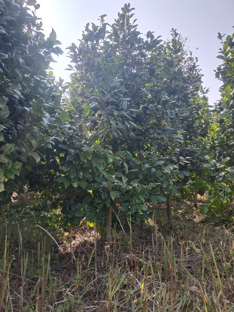 地径5公分茶花（基地直供，树型精品）
