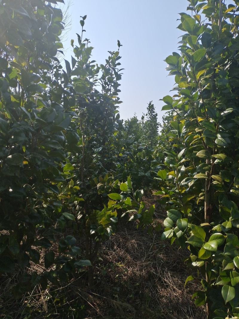 地径5公分茶花（基地直供，树型精品）