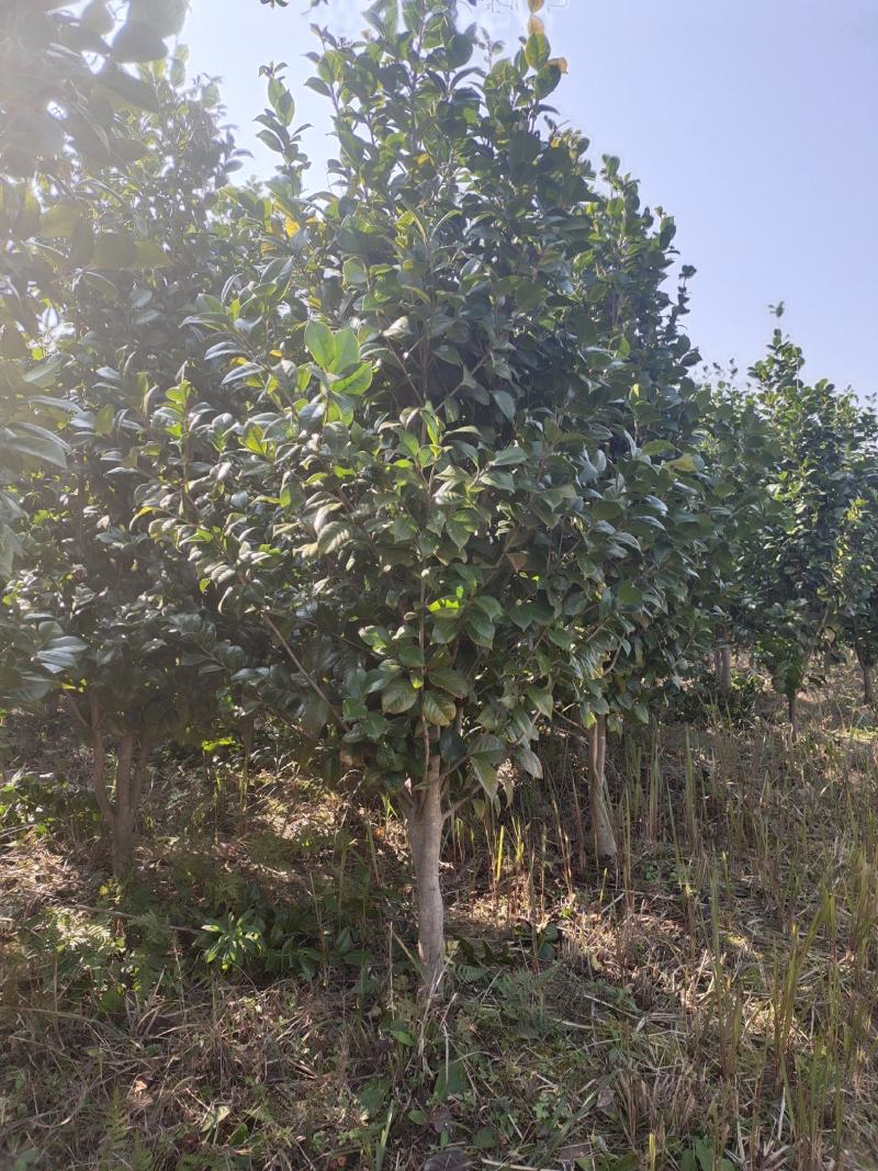 地径5公分茶花（基地直供，树型精品）