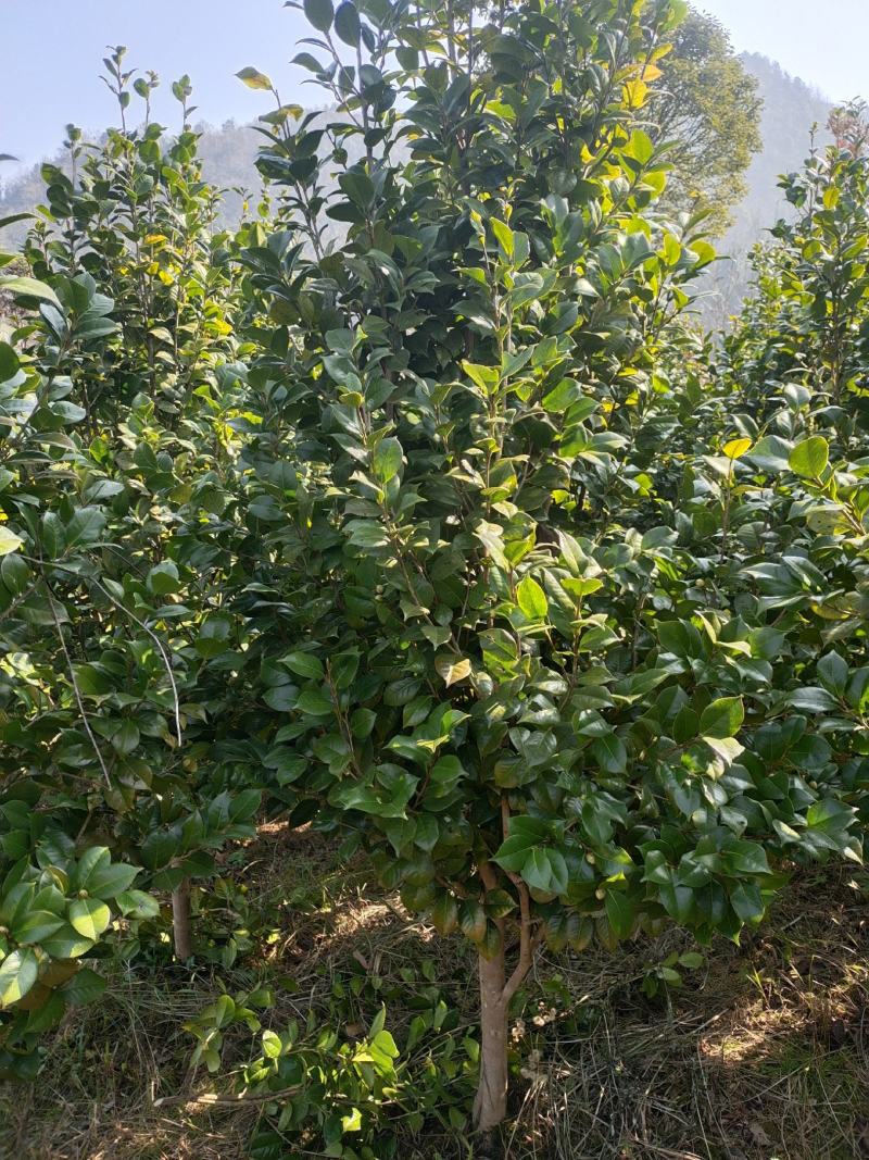 地径5公分茶花（基地直供，树型精品）
