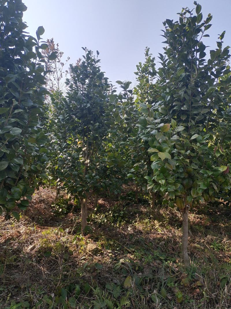 地径5公分茶花（基地直供，树型精品）
