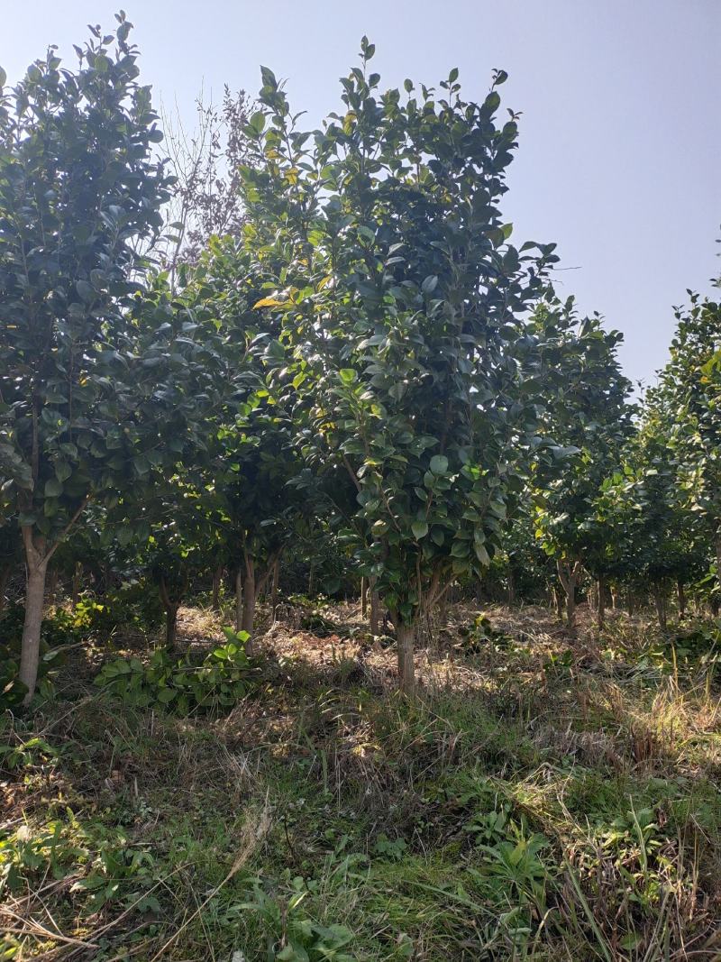 地径5公分茶花（基地直供，树型精品）