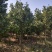 地径5公分茶花（基地直供，树型精品）
