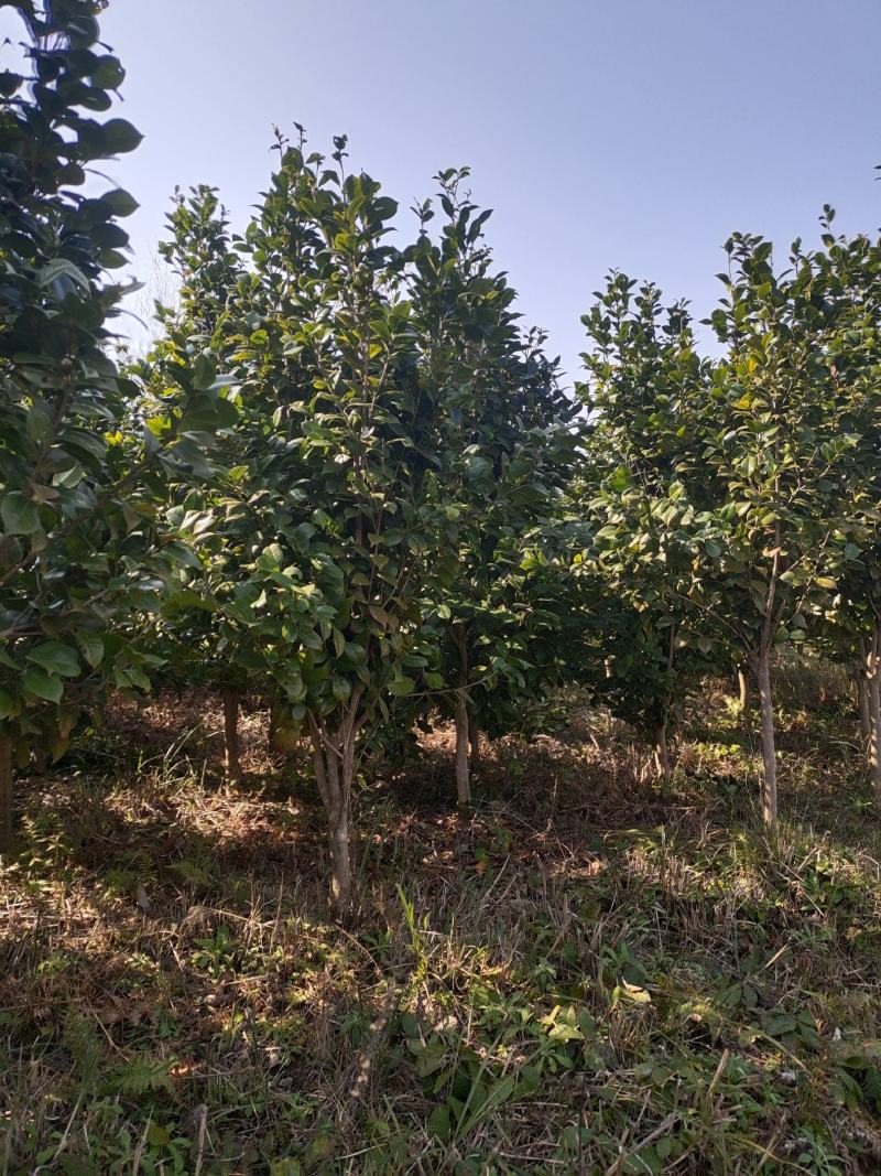 地径5公分茶花（基地直供，树型精品）