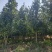 地径5公分茶花（基地直供，树型精品）