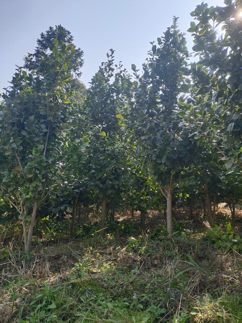 地径5公分茶花（基地直供，树型精品）
