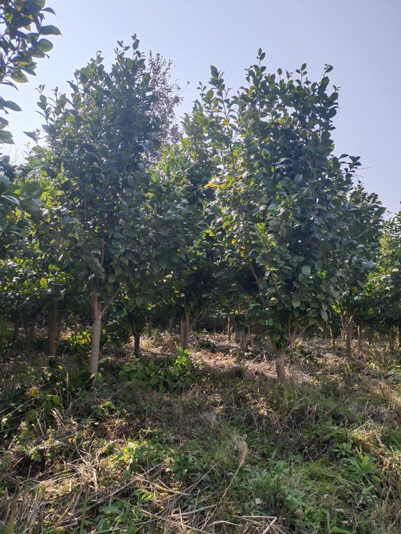 地径5公分茶花（基地直供，树型精品）