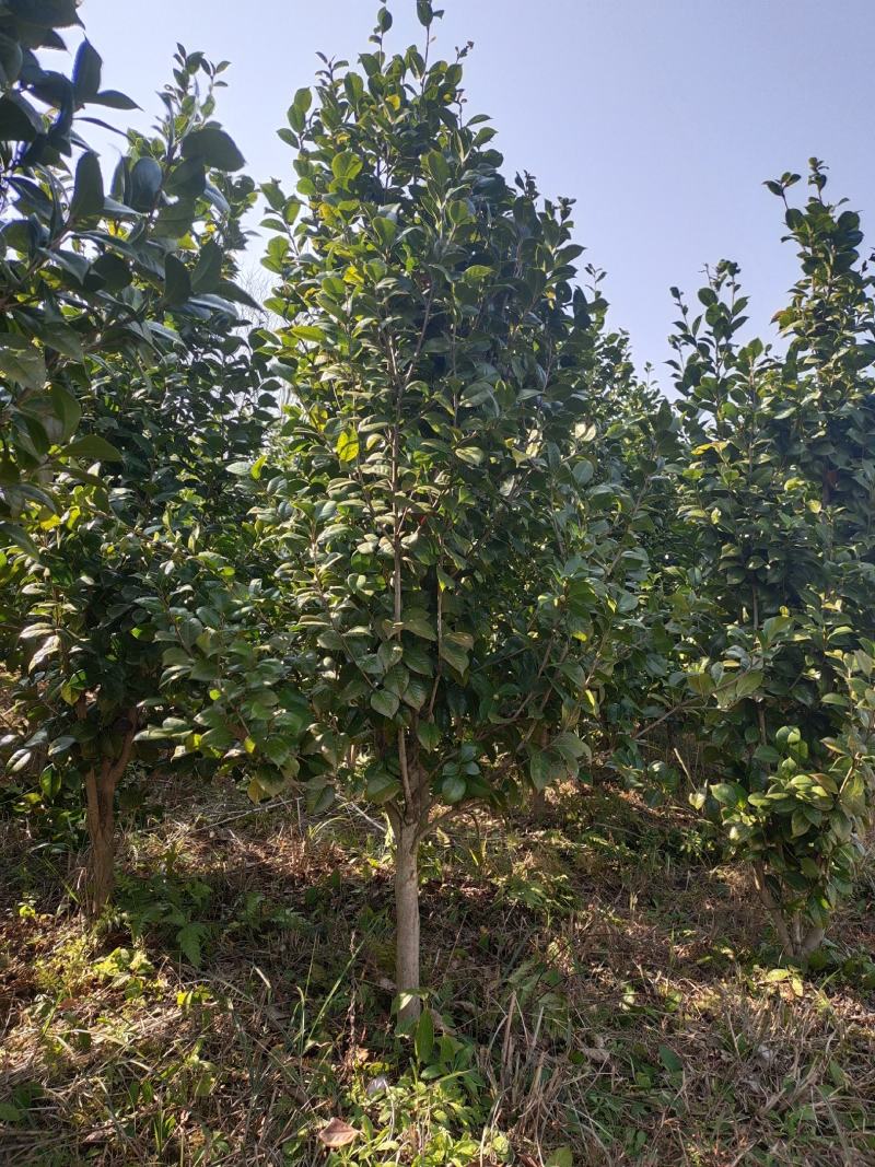 地径5公分茶花（基地直供，树型精品）
