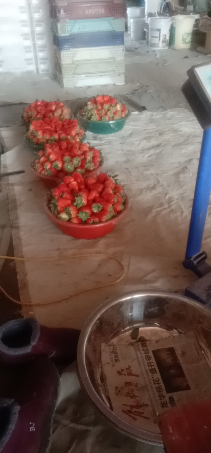 大量出售新鲜草莓
