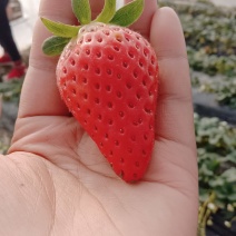 大量出售新鲜草莓