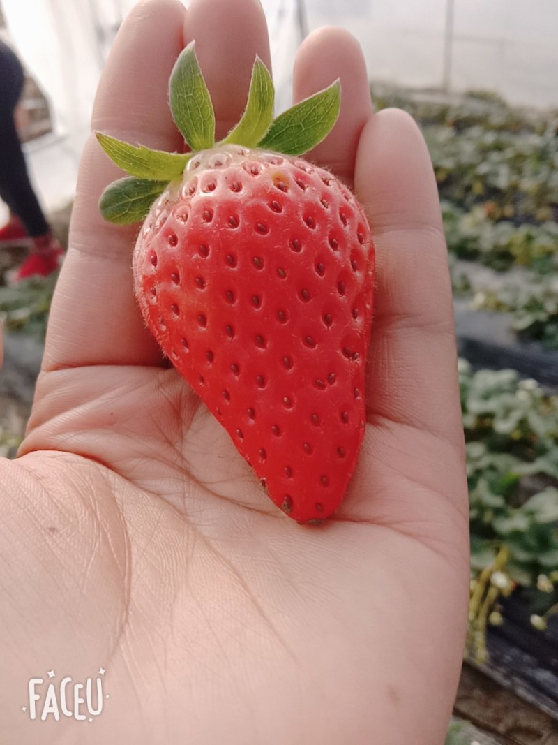 大量出售新鲜草莓