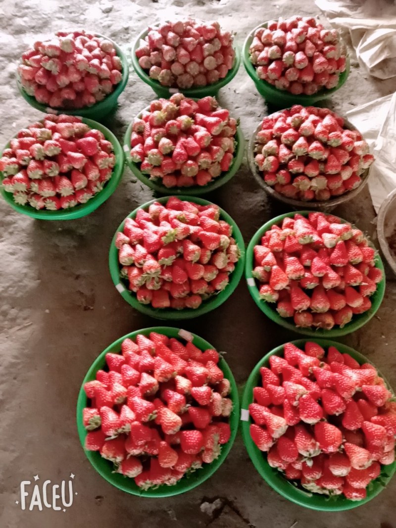 大量出售新鲜草莓