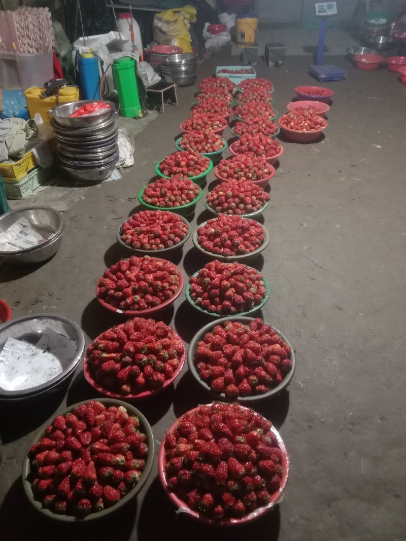 大量出售新鲜草莓