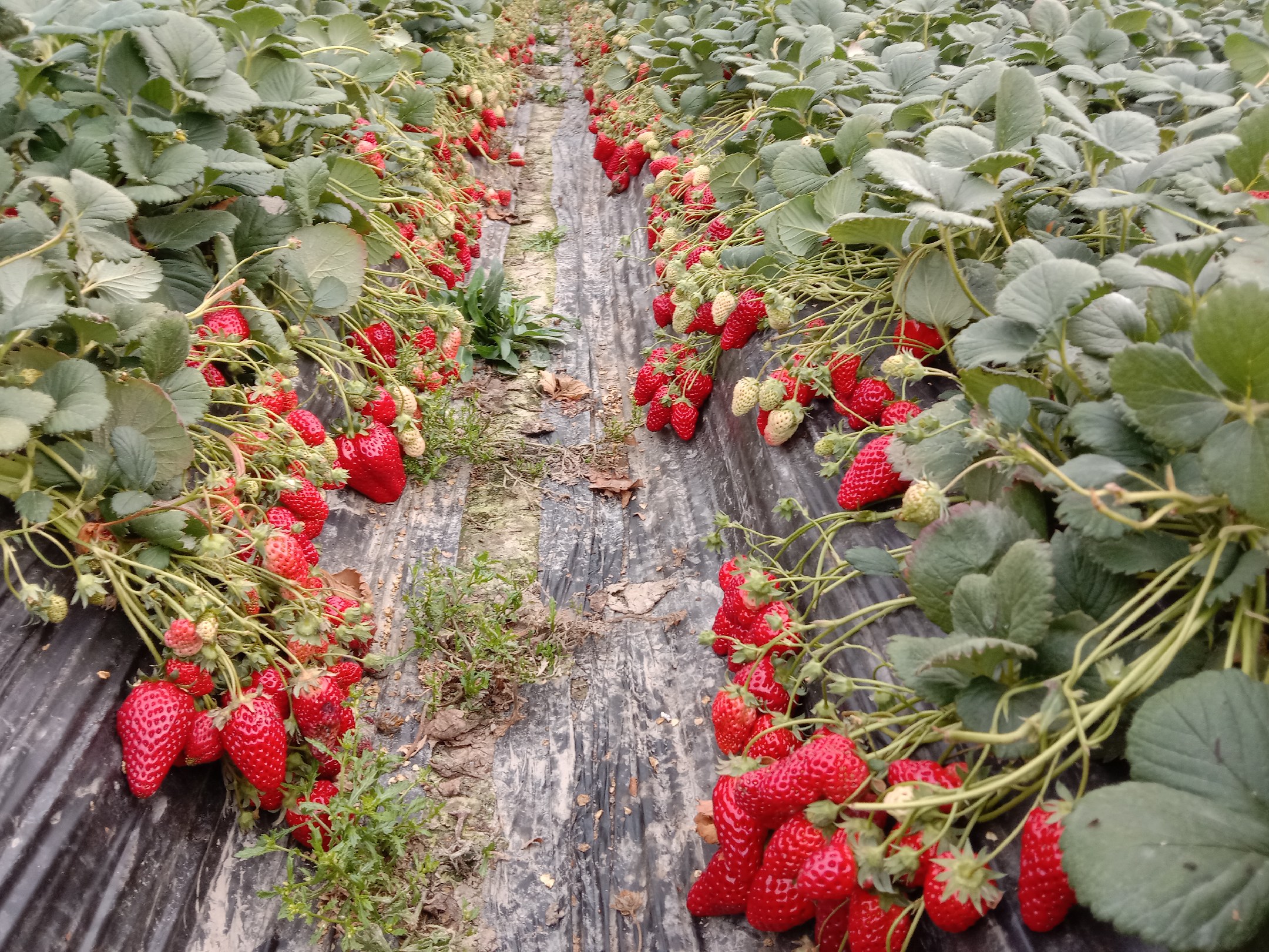 工人正在果园中手工采摘成熟的红森林红布林,果实饱满,颜色鲜艳 红森林红布林采摘现场