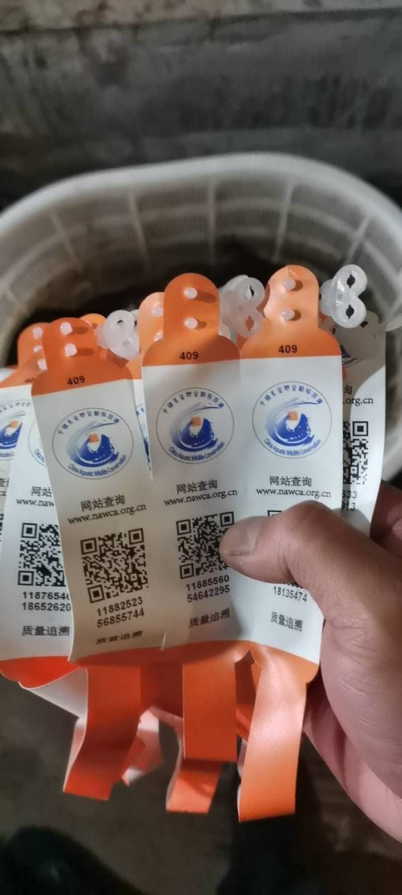 好货推荐大鲵娃娃鱼厂家直供批发零售仿生态养殖