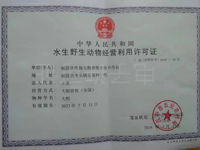 好货推荐大鲵娃娃鱼厂家直供批发零售仿生态养殖