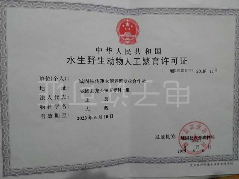好货推荐大鲵娃娃鱼厂家直供批发零售仿生态养殖