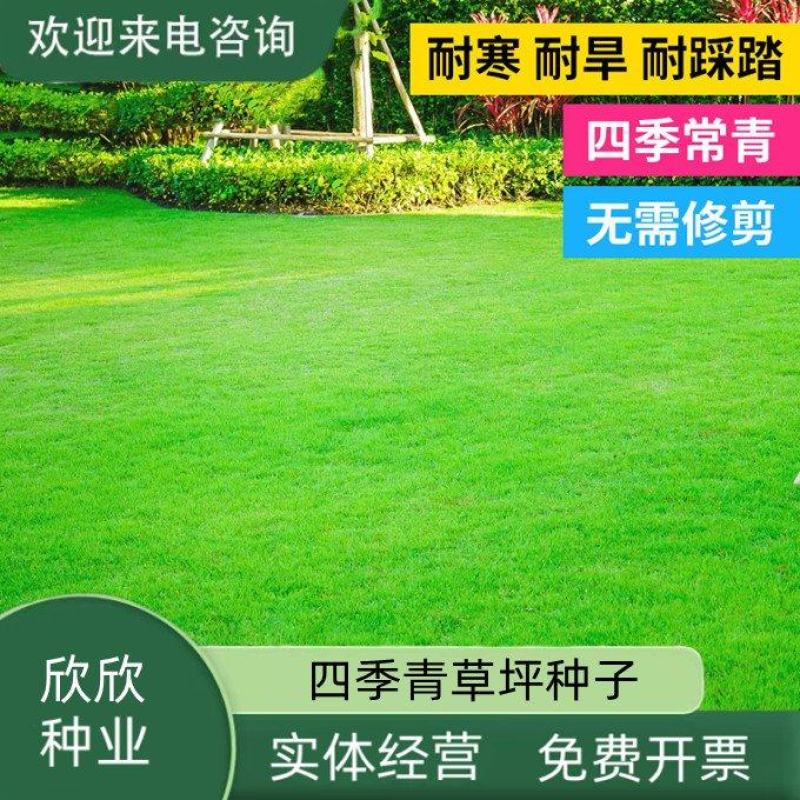 草坪种子四季青庭院耐旱耐踩黑麦草狗牙根草子种护坡绿化种子