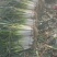 大葱铁杆大葱山东滕州毛葱净葱供应中品质保障量大优惠