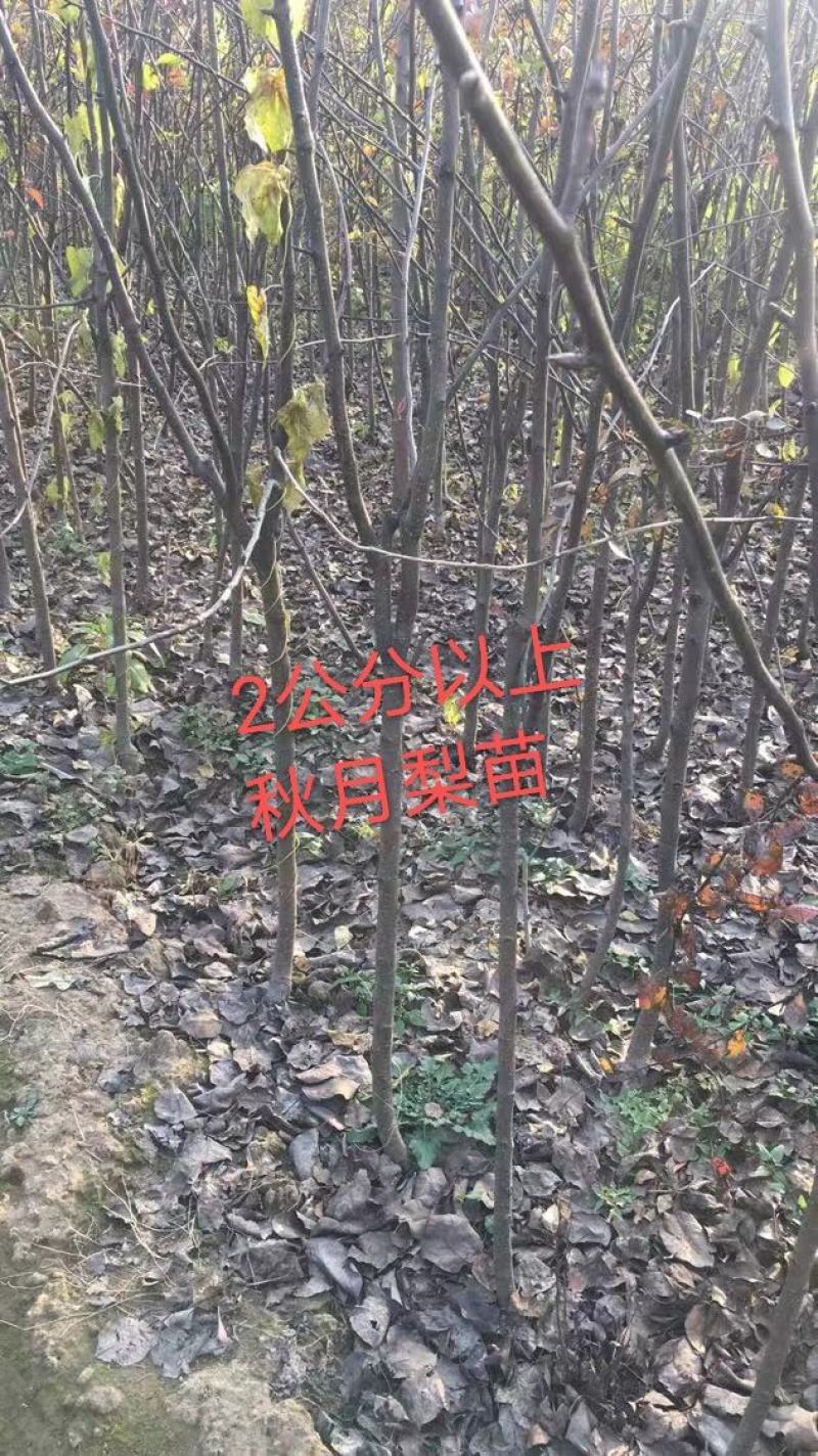 2年生秋月梨树苗，杜梨根系，挂小树帽，栽种第二年挂果