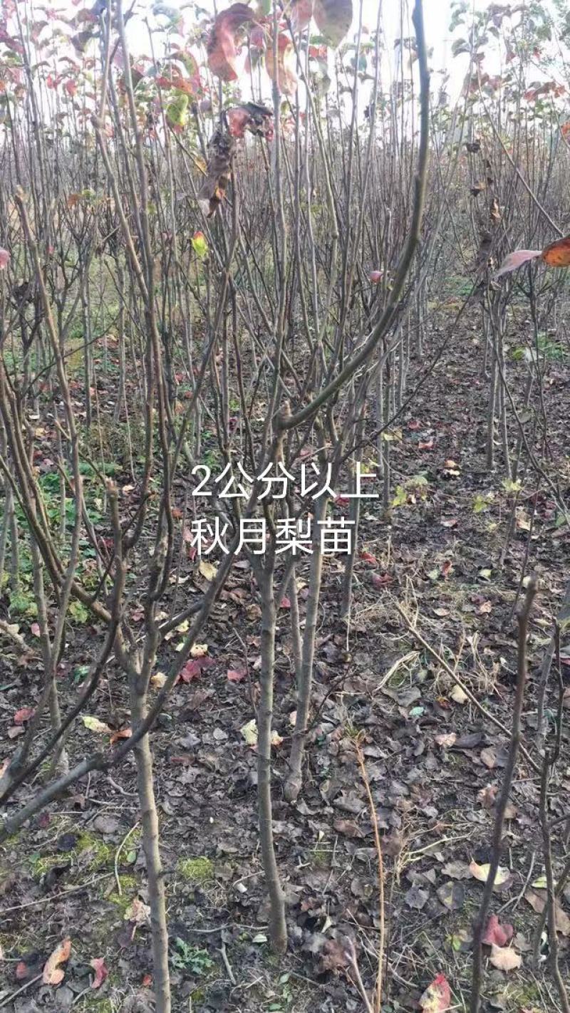 2年生秋月梨树苗，杜梨根系，挂小树帽，栽种第二年挂果