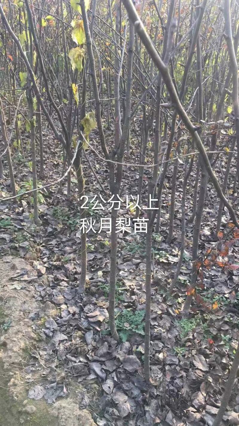 2年生秋月梨树苗，杜梨根系，挂小树帽，栽种第二年挂果