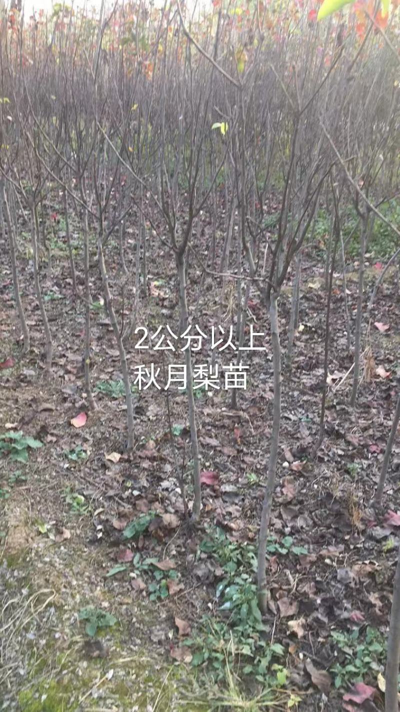 2年生秋月梨树苗，杜梨根系，挂小树帽，栽种第二年挂果