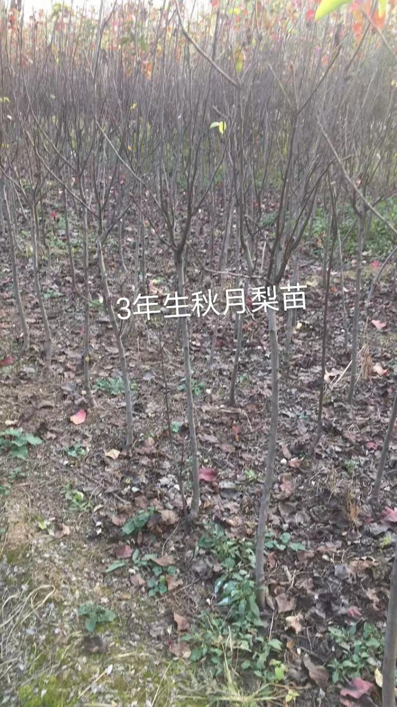 2年生秋月梨树苗，杜梨根系，挂小树帽，栽种第二年挂果