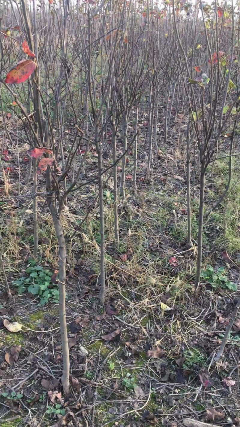 2年生秋月梨树苗，杜梨根系，挂小树帽，栽种第二年挂果