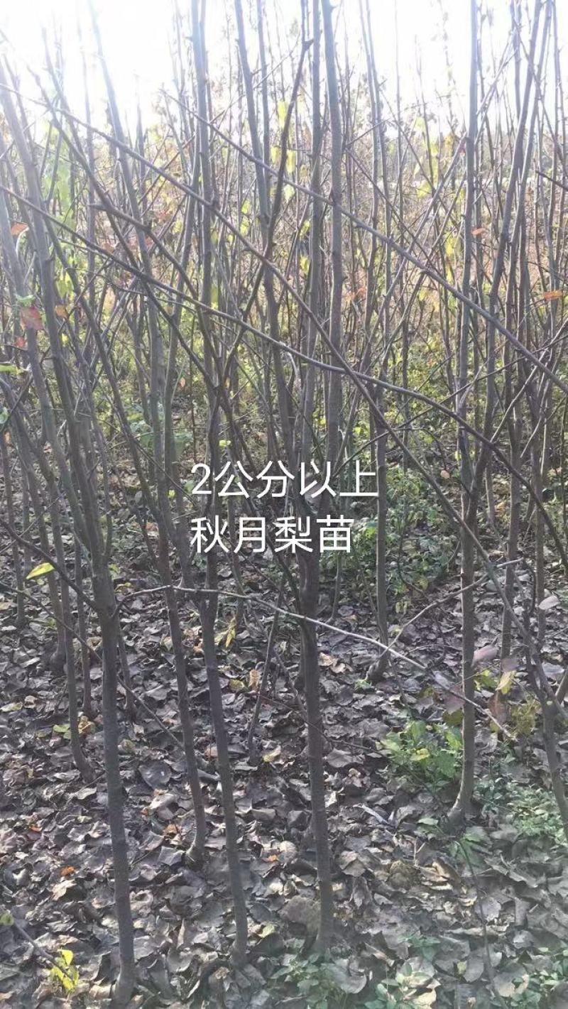 2年生秋月梨树苗，杜梨根系，挂小树帽，栽种第二年挂果
