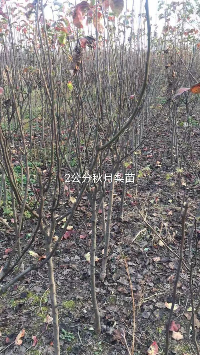 2年生秋月梨树苗，杜梨根系，挂小树帽，栽种第二年挂果