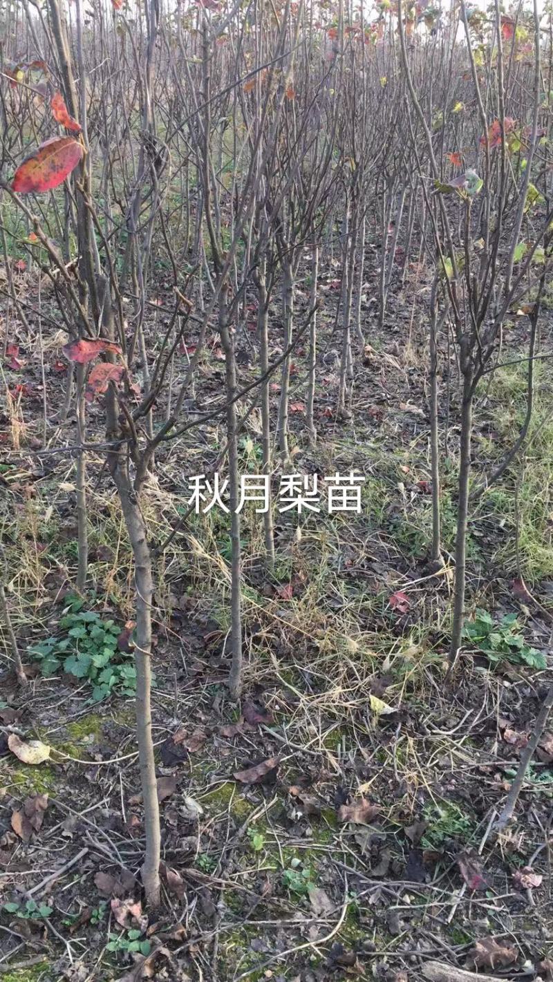 2年生秋月梨树苗，杜梨根系，挂小树帽，栽种第二年挂果