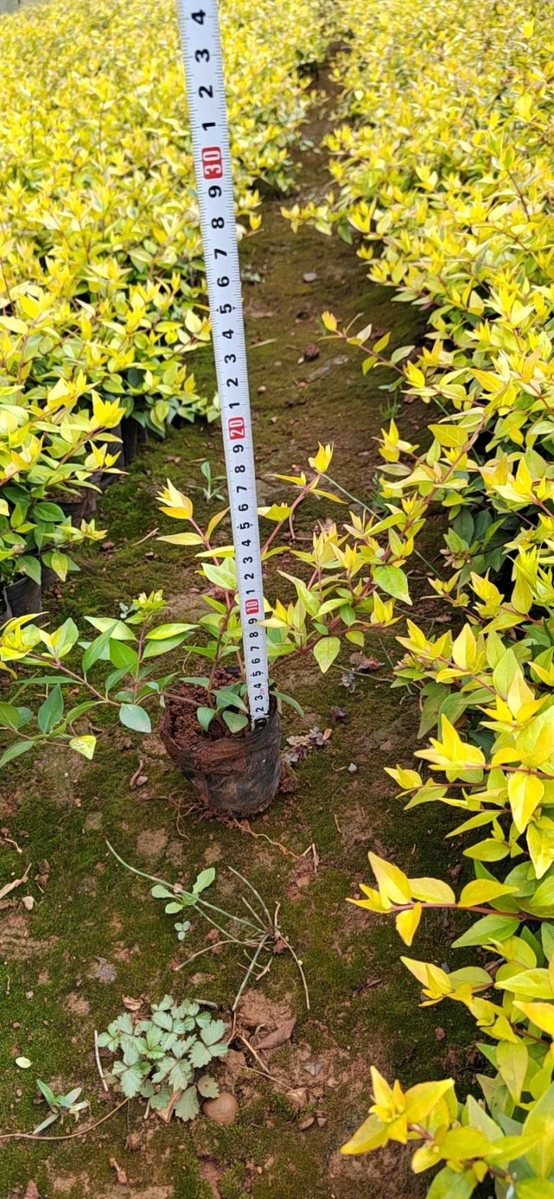 大花六道木云南苗木基地批发价格
