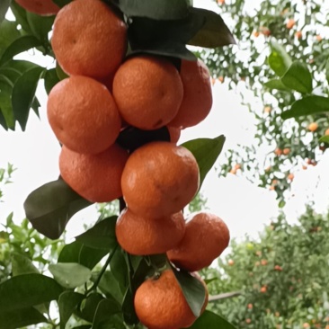 砂糖橘大量上市