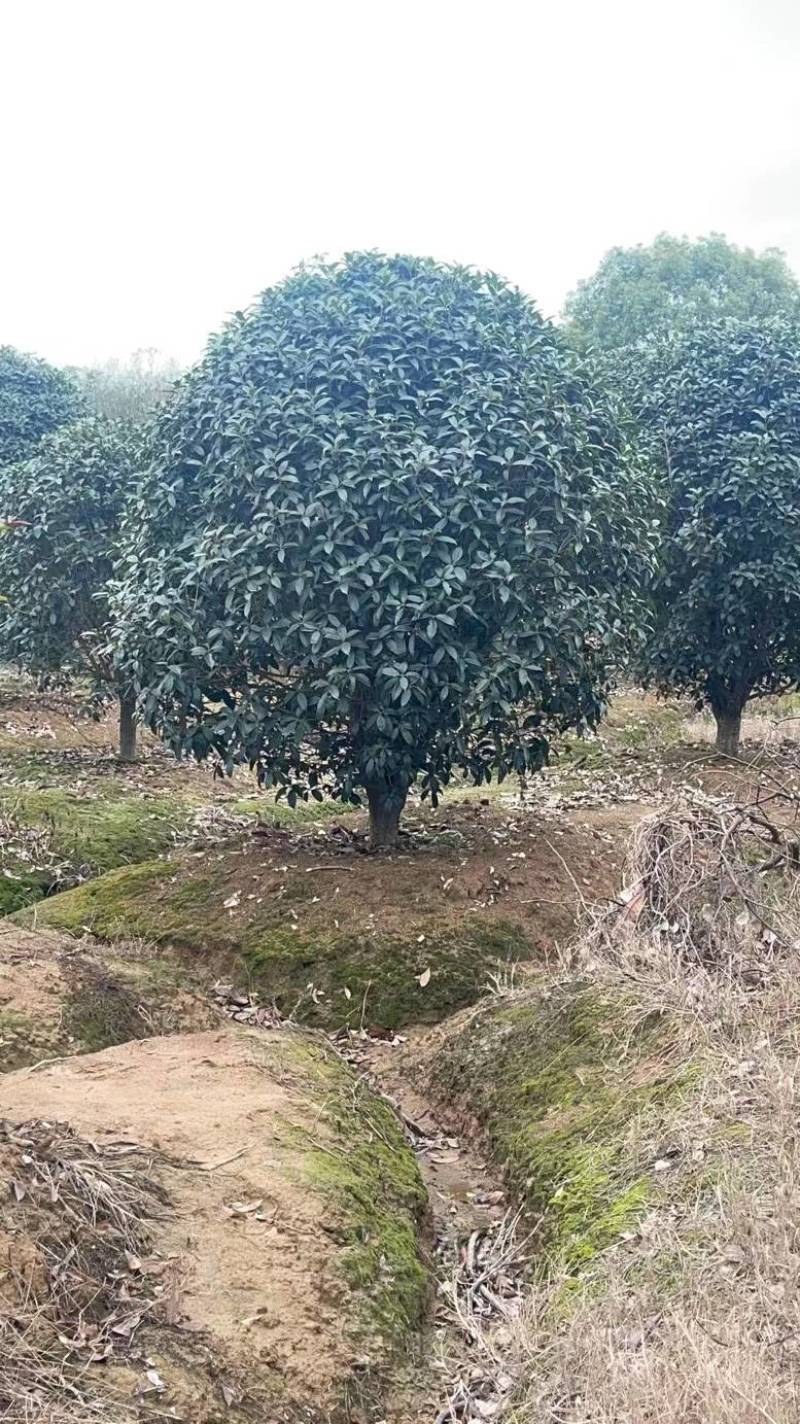 桂花2米至20米大量供应，树形优美，诚信经营，欢迎合作