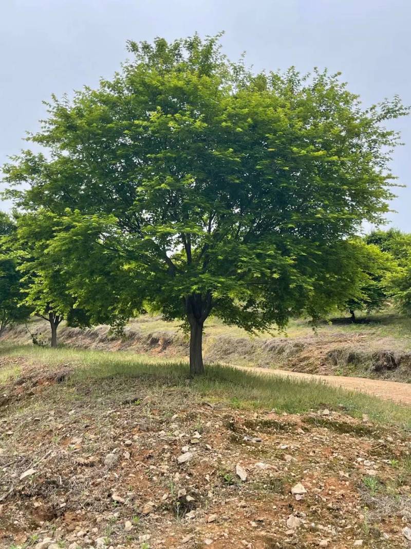 桂花2米至20米大量供应，树形优美，诚信经营，欢迎合作