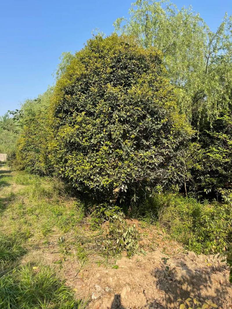桂花2米至20米大量供应，树形优美，诚信经营，欢迎合作