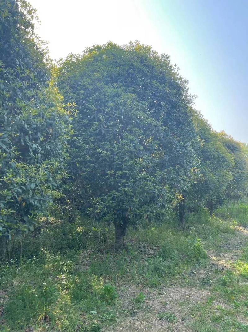 桂花2米至20米大量供应，树形优美，诚信经营，欢迎合作