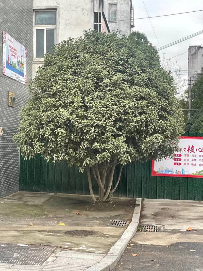 桂花2米至20米大量供应，树形优美，诚信经营，欢迎合作