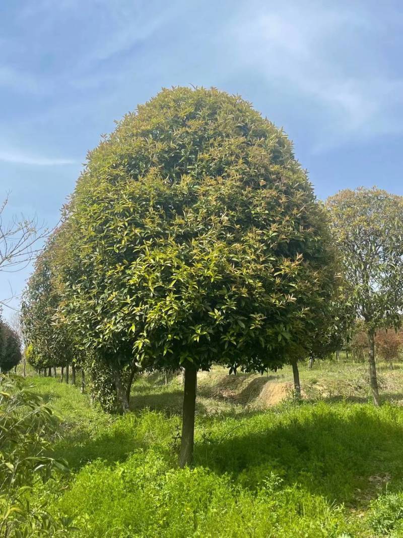 桂花2米至20米大量供应，树形优美，诚信经营，欢迎合作