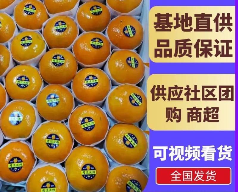 【优选】沃柑沃柑基地直供口感纯甜不干水，