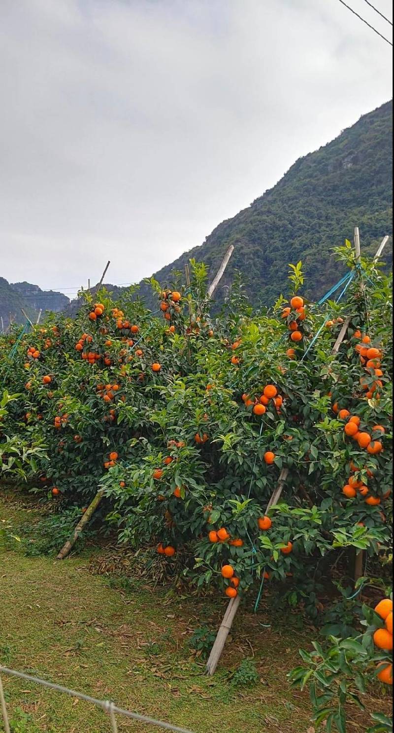 【优选】沃柑沃柑基地直供口感纯甜不干水，