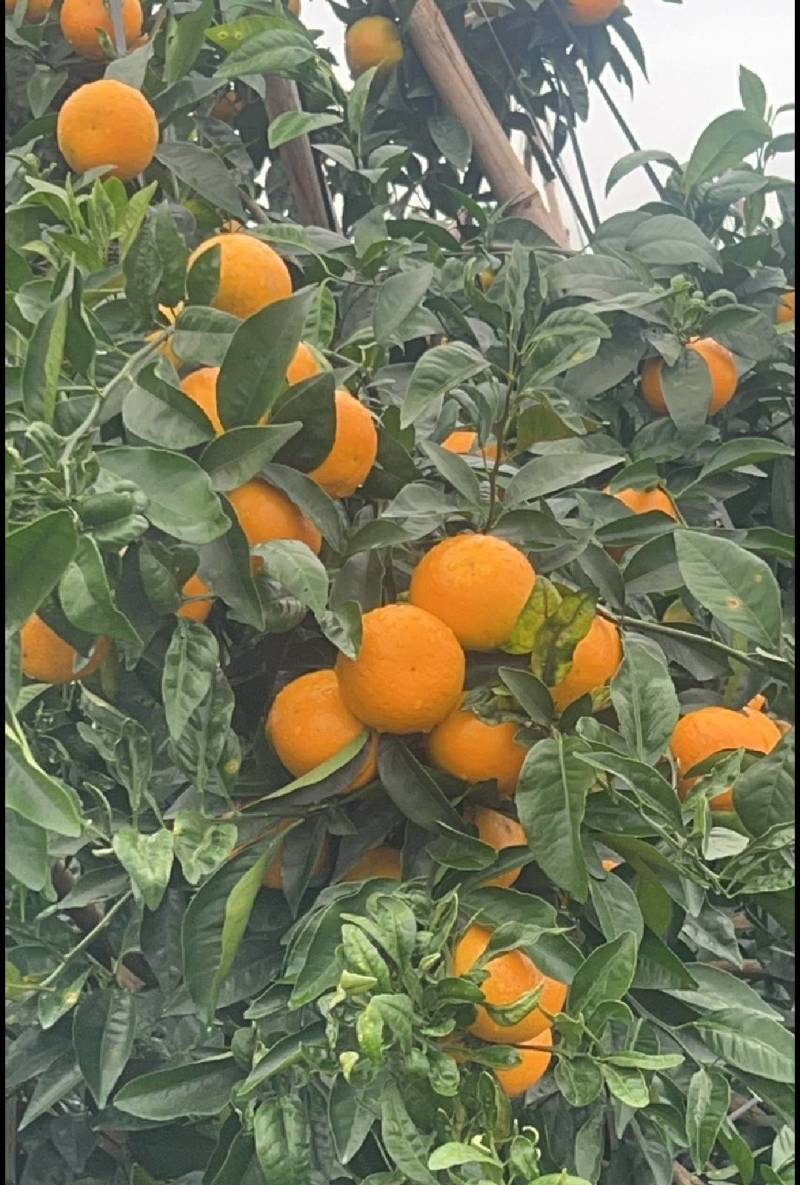 【优选】沃柑沃柑基地直供口感纯甜不干水，