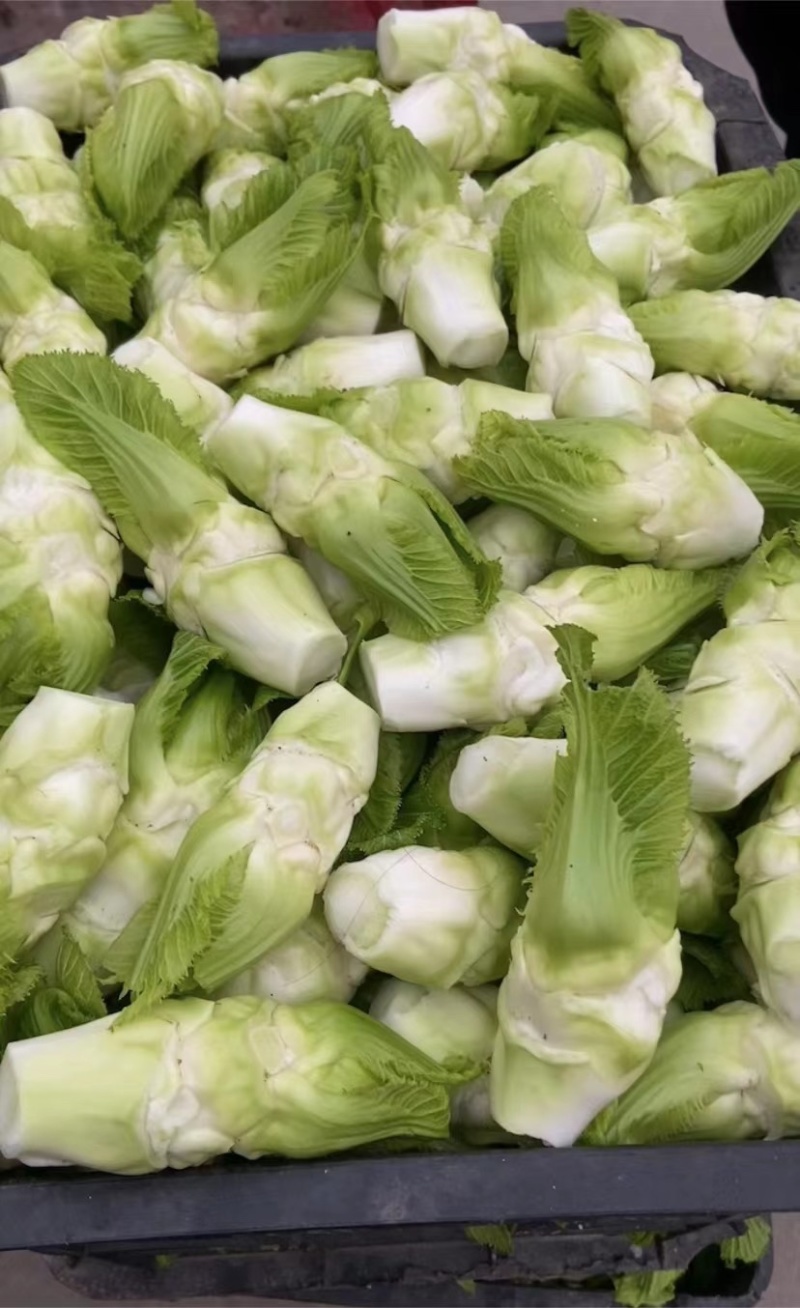 四川精品，晚熟儿菜